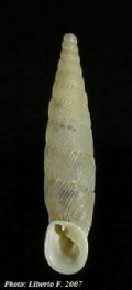 Siciliaria ferrox